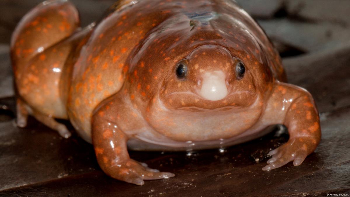 Ditemukan Spesies Katak Baru di Hutan Amazon